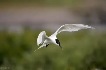 梦想加油的话题优秀作文（《追寻梦想的孩子》）