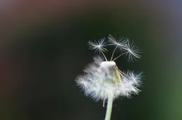 有关盼望梦想的作文精选范例（《和我的梦想在一起》）