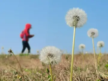 《一个小小的梦想》（关于梦想扬帆的作文精选）