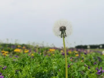 《心怀梦想，无所畏惧》（关于怀揣梦想的作文精选）