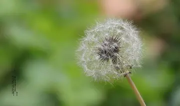 有关放逐梦想的作文精选范例（《我拥有一个梦想》）