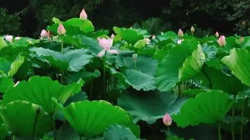 有关青春飘荡的作文精选范例（《我青春的摆渡人》）