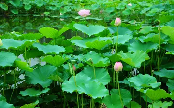 有关青春脚步的作文精选范例（《我的青春心态》）