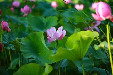 有关正值青春的作文精选范例（《叛逆的青春期》）