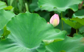 有关青春记忆的作文精选范例（《那些青春的遐想》）