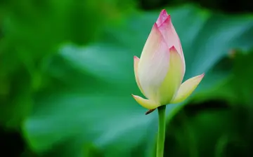 有关青春魅力的作文精选范例（《我的青春不言败》）