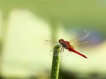 美丽青春的话题优秀作文（《青春因行走而不同》）