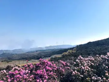 《春天总百花争艳》（关于畅想春天的作文精选）