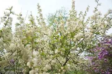 有关迟来春天的作文精选范例（《春天那芳香的气息》）