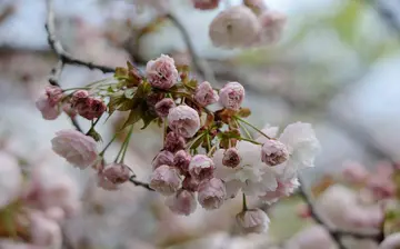 有关难忘春天的作文精选范例（《发生在春天的故事》）