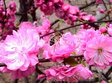 《春天里的花朵》（关于春天吐艳的作文精选）