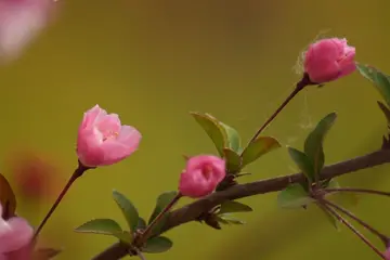 《春天里的花朵》（关于春天吐艳的作文精选）