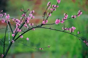 有关拥抱春天的作文精选范例（《对春天的怀念》）