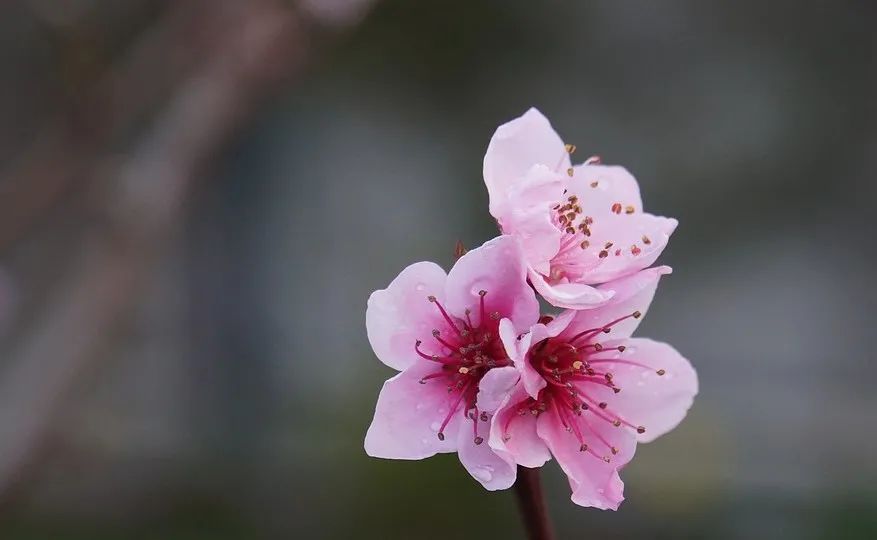 适合摘抄的古风短句（非常经典的古风句子）