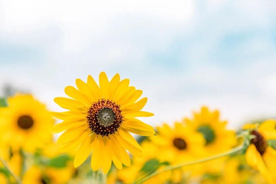 不负岁月情深，花落花开皆欢喜（六首唯美诗词）