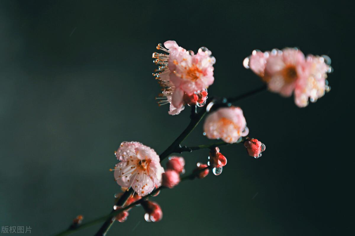 赞美百花盛开的诗句（六首花开的诗词）