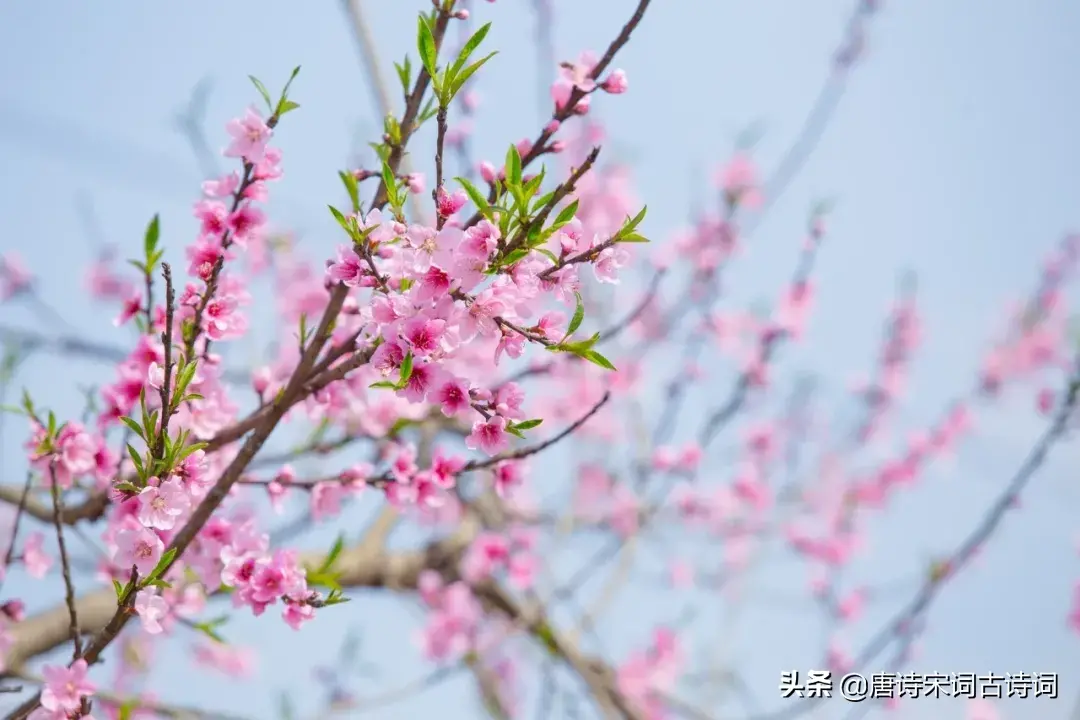 唯美春分的诗句大全（精选18首春分诗词）