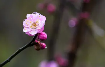 《难忘的一个春天》（关于回忆春天的作文精选）