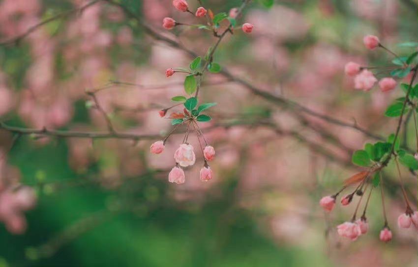 经典古诗词摘抄大全（精选9首经典古诗词）