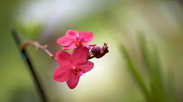 有关春天真美的作文精选范例（《感受森林的春天》）