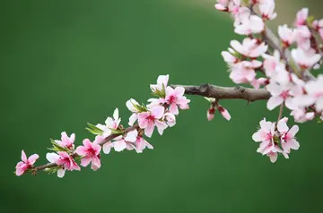 《生机盎然的春天》（关于春天活力的作文精选）