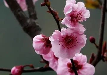 有关美妙春天的作文精选范例（《春天真像一幅图画》）