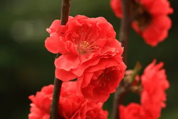 芬芳春天的话题优秀作文（《闻到了春天的味道》）