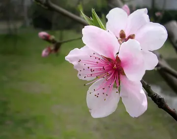 《闻到了春天的味道》（关于芬芳春天的作文精选）