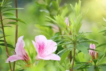 有关嫩绿春天的作文精选范例（《乡村里的春天》）