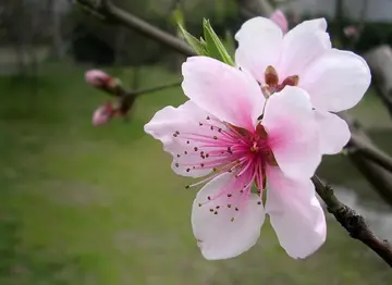 有关嫩绿春天的作文精选范例（《乡村里的春天》）