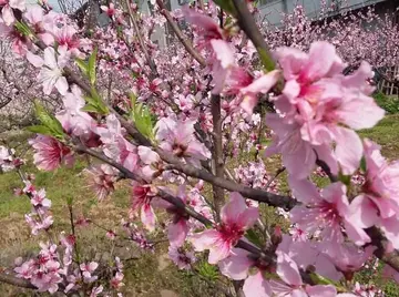 有关五彩春天的作文精选范例（《春天是什么颜色呢》）