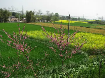 有关春天绿意的作文精选范例（《春天，我们去植树》）