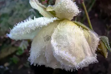 有关洁白冬天的作文精选范例（《遍地白雪的冬天》）