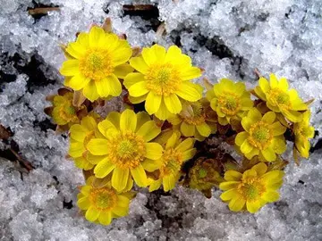 《白雪皑皑的冬天》（关于洁白冬天的作文精选）