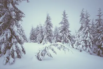 有关雪白冬天的作文精选范例（《冬天第一场大雪》）