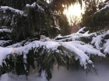 有关飘雪冬天的作文精选范例（《冬天下的一场雪》）