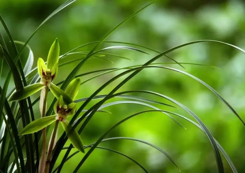 兰花高洁淡雅的诗句（十首描写兰花的诗词）