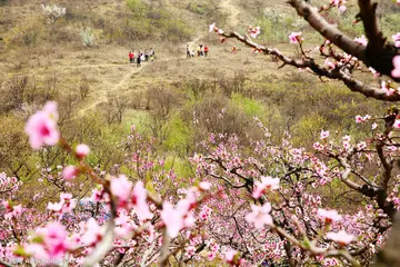 快乐的春游作文精选（有意义的春游）