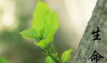 有关生命作文600字优秀（大地的感恩）