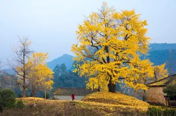 关于家乡的秋天作文（《难忘的秋天》）