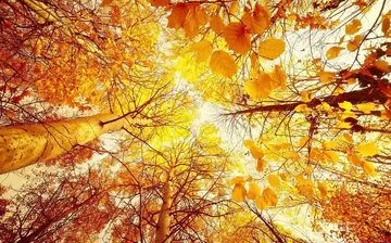 秋天的景色作文（《迷人的秋天》）