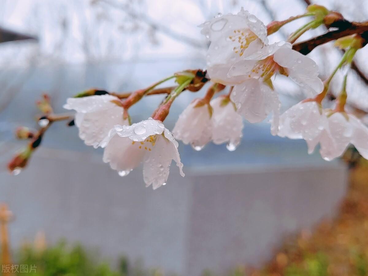 春雨古诗词200句鉴赏（著名的春天唯美诗词古句）