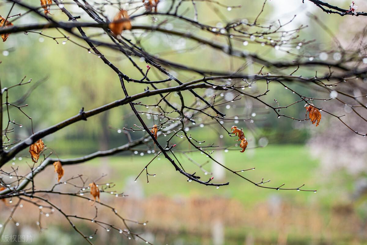 春雨古诗词200句鉴赏（著名的春天唯美诗词古句）