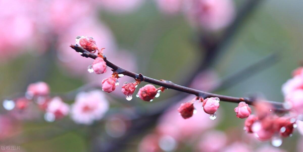 春雨古诗词200句鉴赏（著名的春天唯美诗词古句）