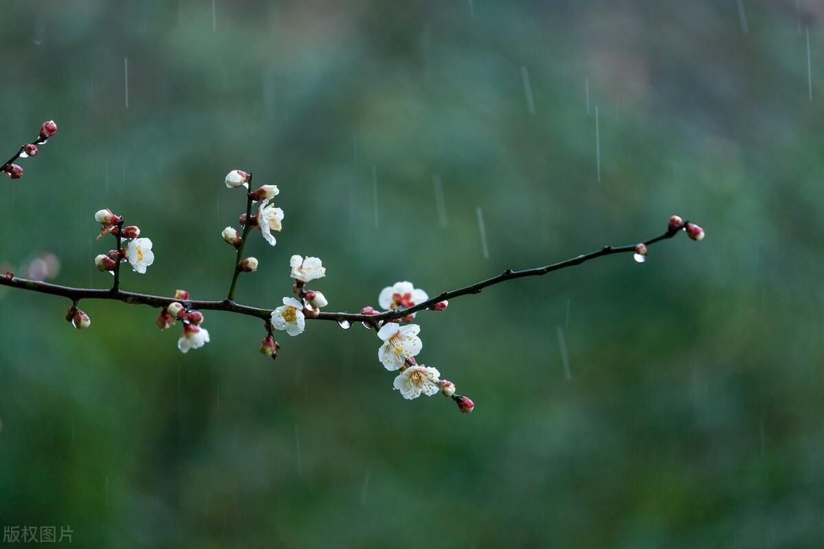 春雨古诗词200句鉴赏（著名的春天唯美诗词古句）