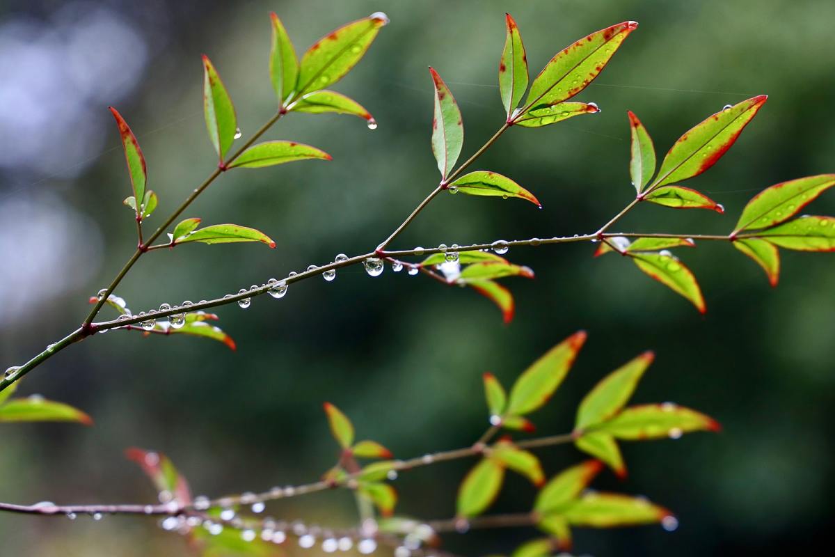 春雨古诗词200句鉴赏（著名的春天唯美诗词古句）