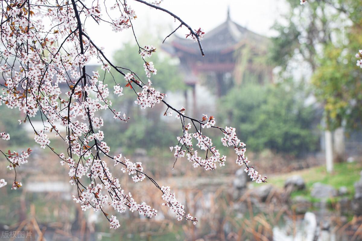 春雨古诗词200句鉴赏（著名的春天唯美诗词古句）