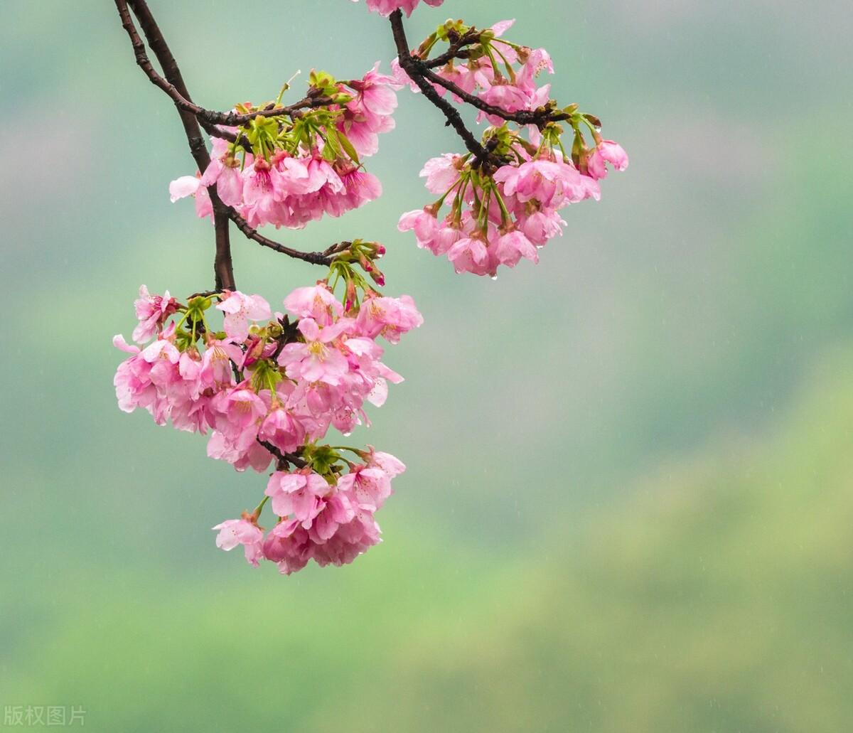 春雨古诗词200句鉴赏（著名的春天唯美诗词古句）