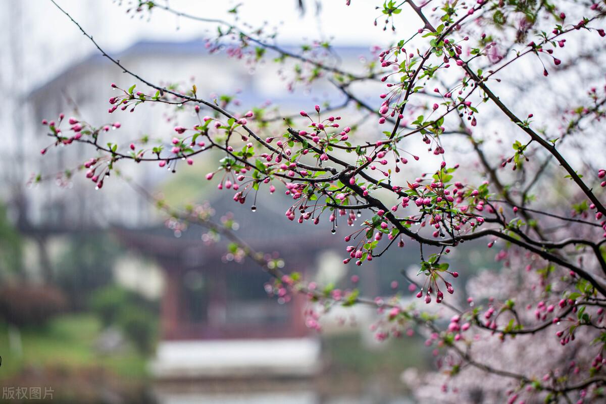 春雨古诗词200句鉴赏（著名的春天唯美诗词古句）