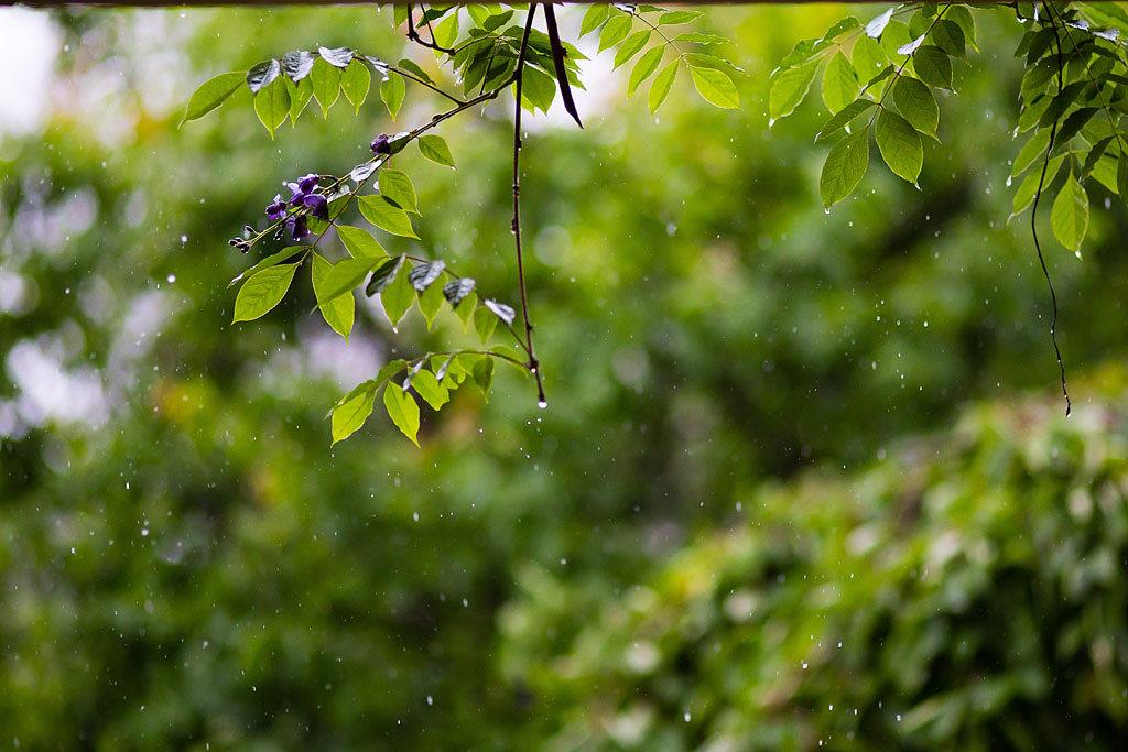 春雨古诗词200句鉴赏（著名的春天唯美诗词古句）